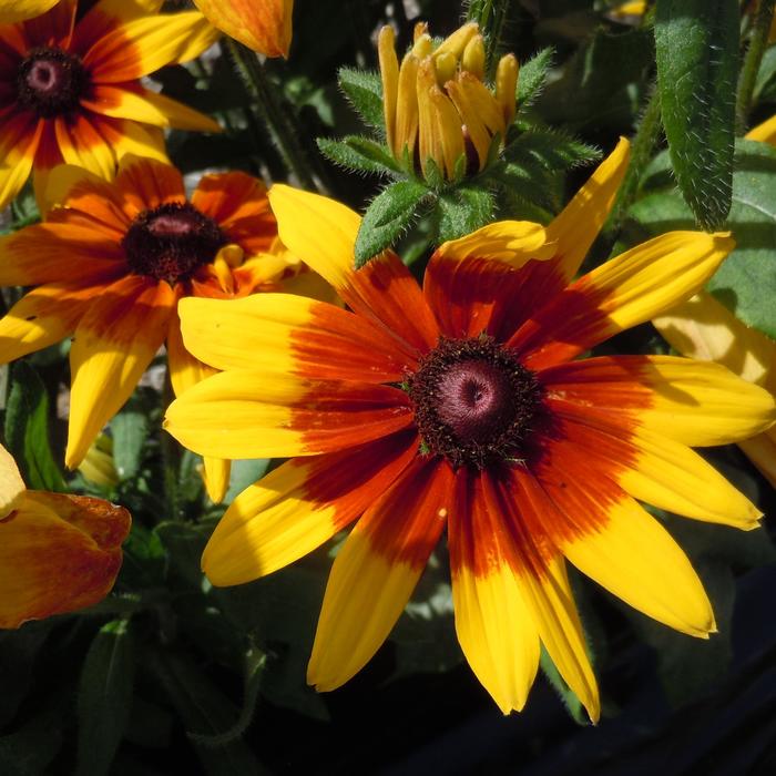 Sunbeckia® 'Mia' - Rudbeckia hirta