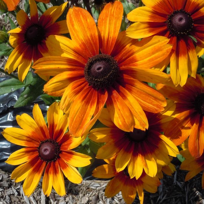 Sunbeckia® 'Luna' - Rudbeckia hirta (Black-Eyed Susan)