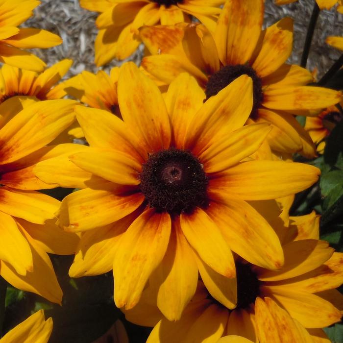 Sunbeckia® 'Carla' - Rudbeckia hirta (Black-Eyed Susan)