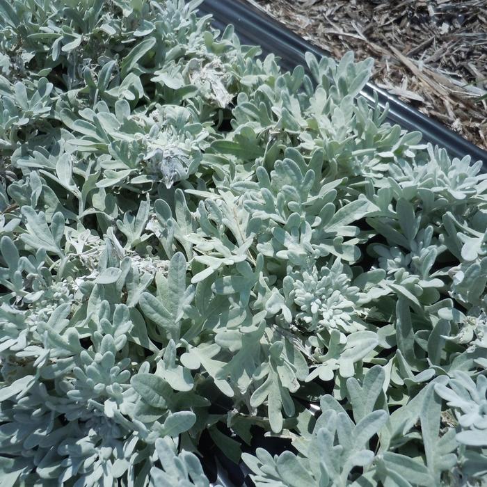Artemisia - Artemisia 'FanciFillers Sea Salt' (Wormwood)