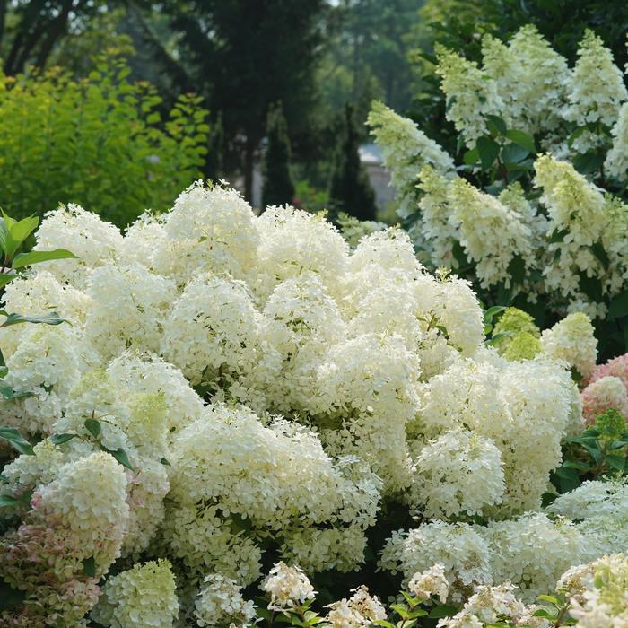 Puffer Fish® - Hydrangea paniculata