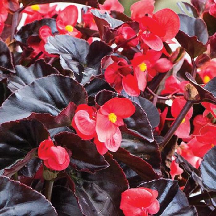 Surefire® 'Cherry Cordial™' - Begonia 