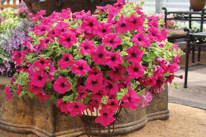 Surfinia® 'Giant Purple' - Petunia 