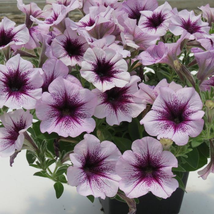 Surfinia® 'Heavenly Amethyst Burst' - Petunia 