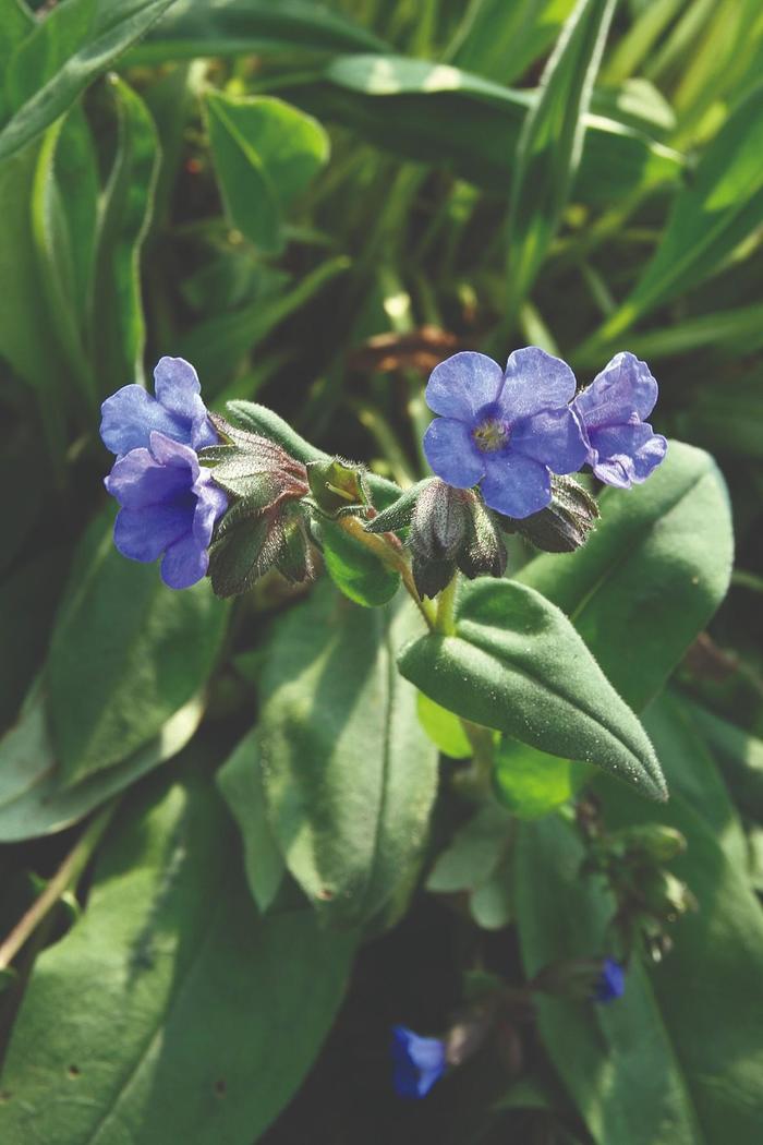 Lungwort - Pulmonaria saccharata 'Blue Ensign' Lungwort - Pulmonaria saccharata 'Blue Ensign'