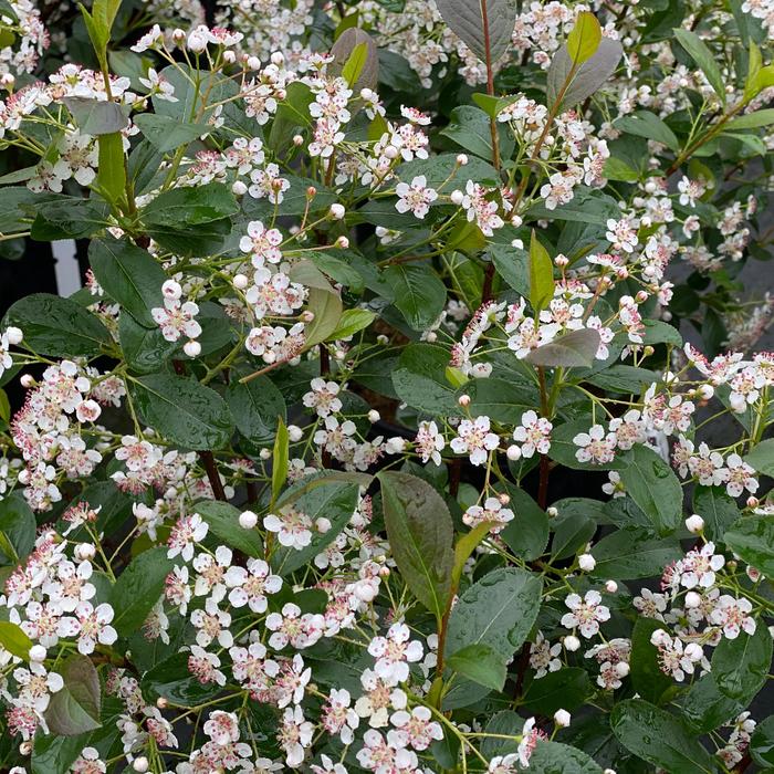 'Low Scape Snowfire®' Chokeberry - Aronia melanocarpa