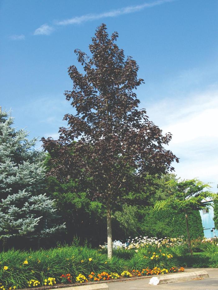 'Crimson Sunset®' Maple - Acer truncatum x platanoides