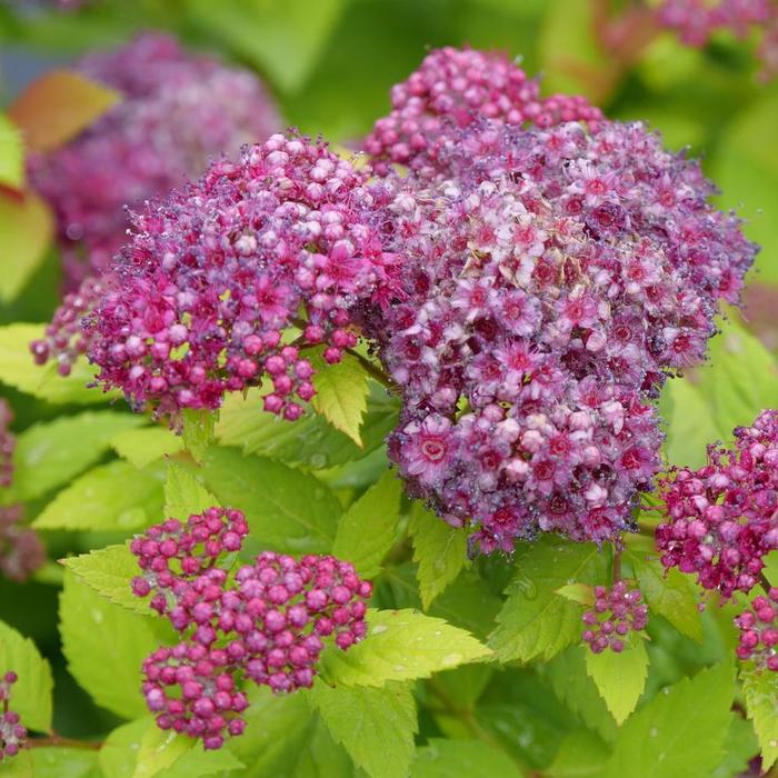Double Play® 'Dolly™' - Spiraea japonica (Spirea)