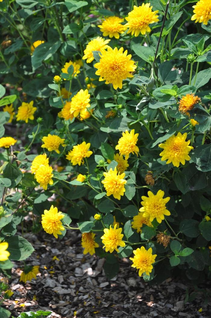 Thin-leaved Sunflower - Helianthus x multiflorus 'Sunshine Daydream' 