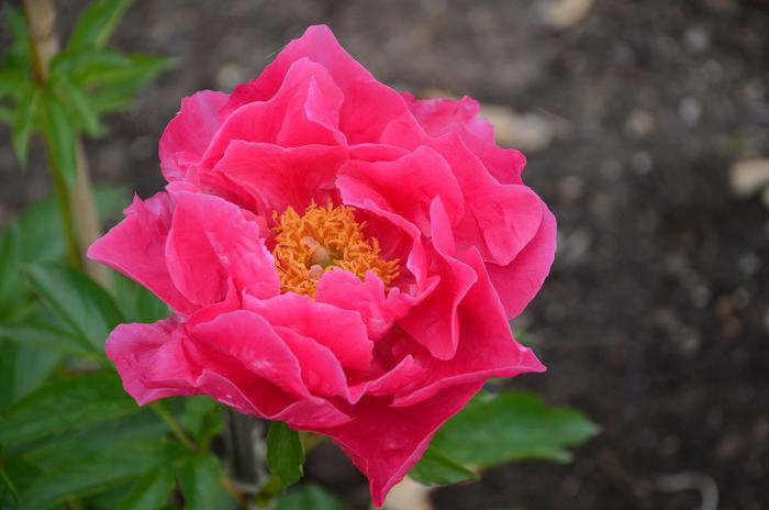 Garden Peony - Paeonia 'Paula Fay' 