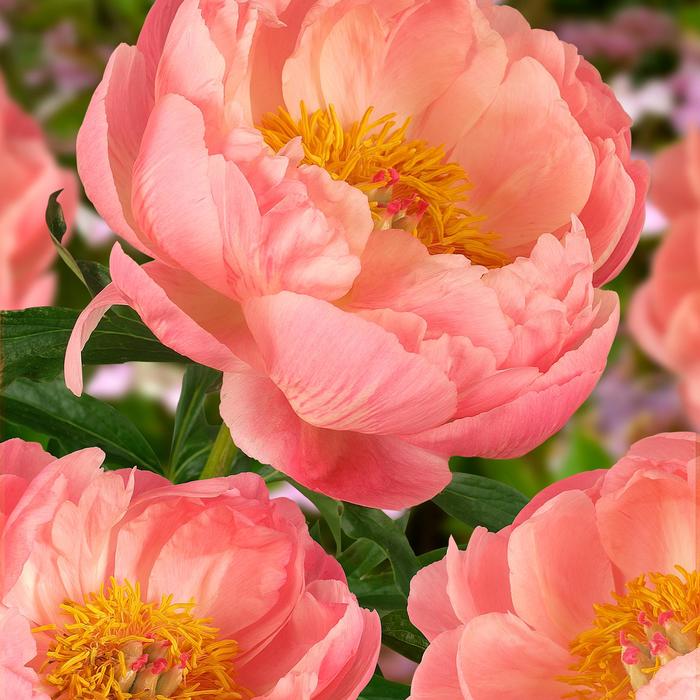 Garden Peony - Paeonia lactiflora 'Coral Charm' 