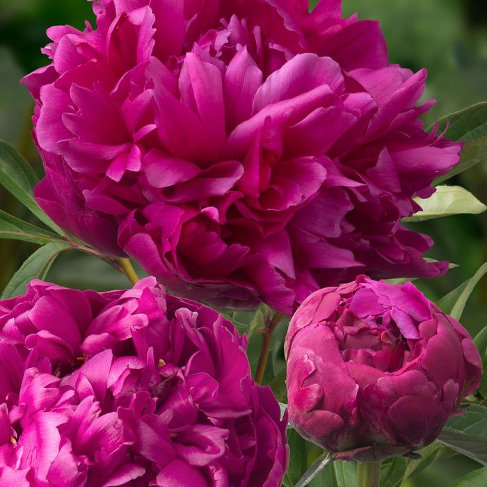 Garden Peony - Paeonia lactiflora 'Inspector Lavergne' 