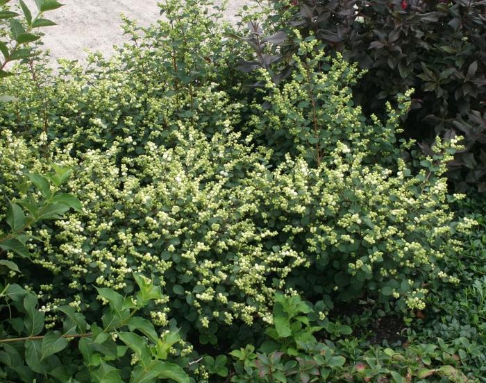 Magical&reg; 'Avalanche' - Symphoricarpos x doornbosii (Coralberry)