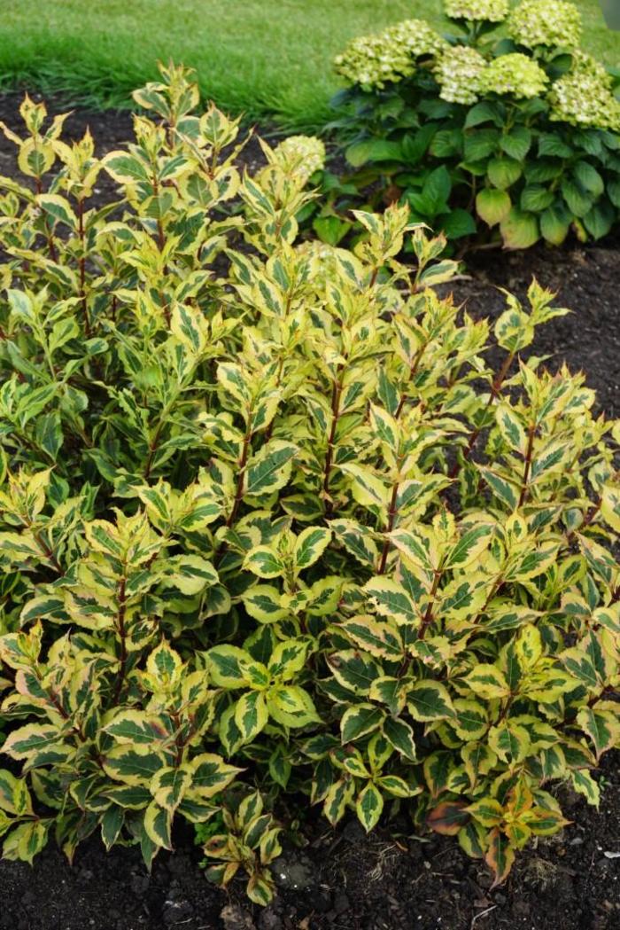 Rainbow Sensation™ - Weigela florida Rainbow Sensation™ - Weigela florida