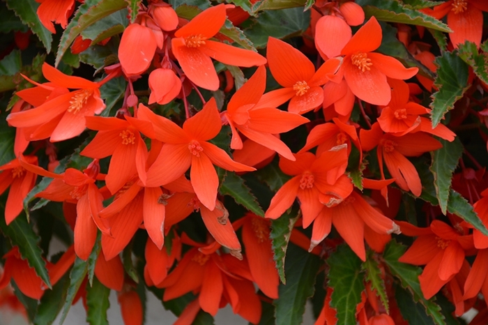 Begonia - Begonia Waterfalls® 'Encanto Orange'