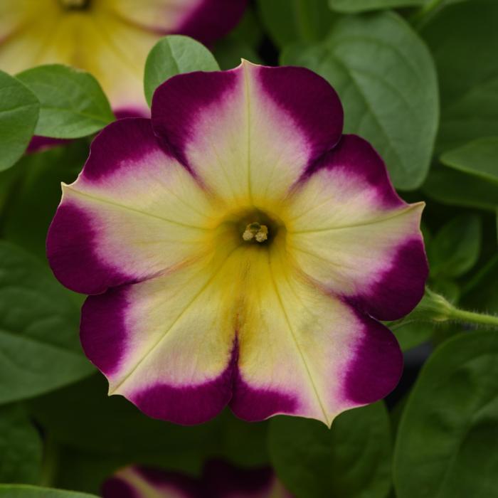 Headliner™ Banana Cherry - Petunia 