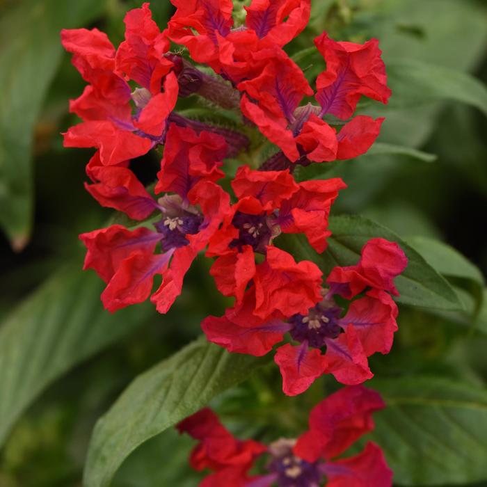 Sweet Talk™ Red - Cuphea procumbens