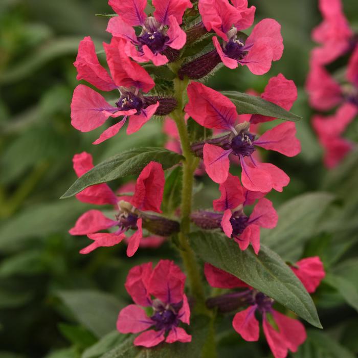 Sweet Talk™ Deep Pink - Cuphea procumbens