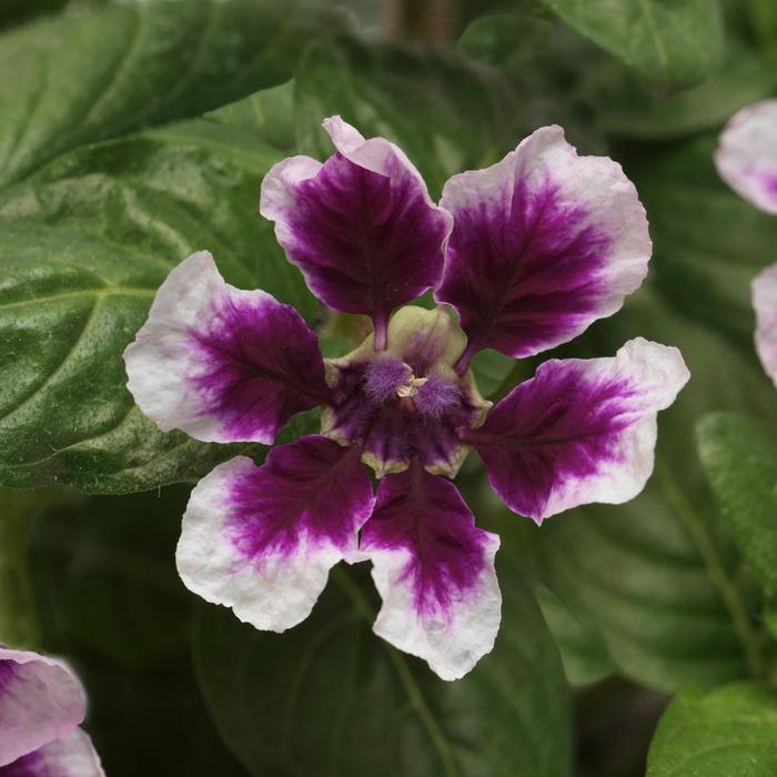 Sweet Talk™ Lavender Splash - Cuphea procumbens