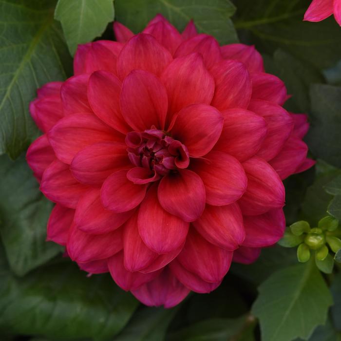 Dalaya® Raspberry - Dahlia 