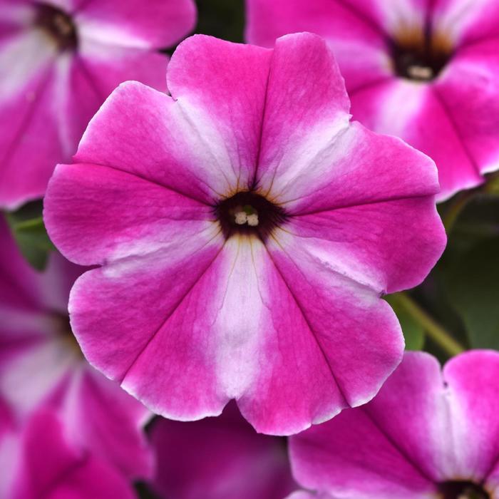 ColorRush™ Pink Star - Petunia 