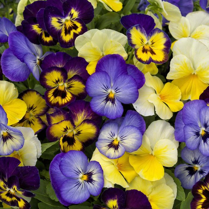 'ColorMax Lemonberry Pie Mix' - Viola cornuta