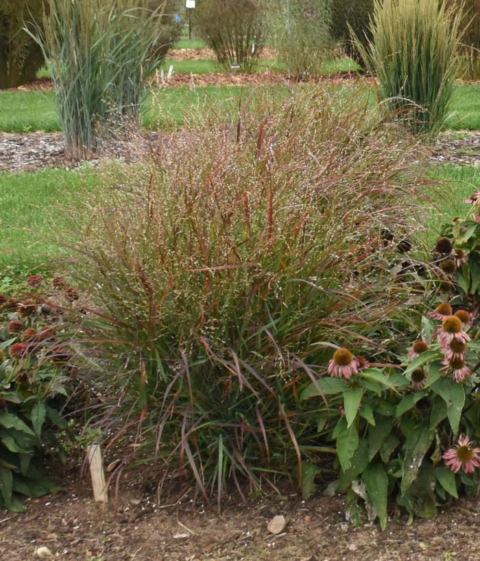 Switch Grass - Panicum virgatum 'Red Flame' 