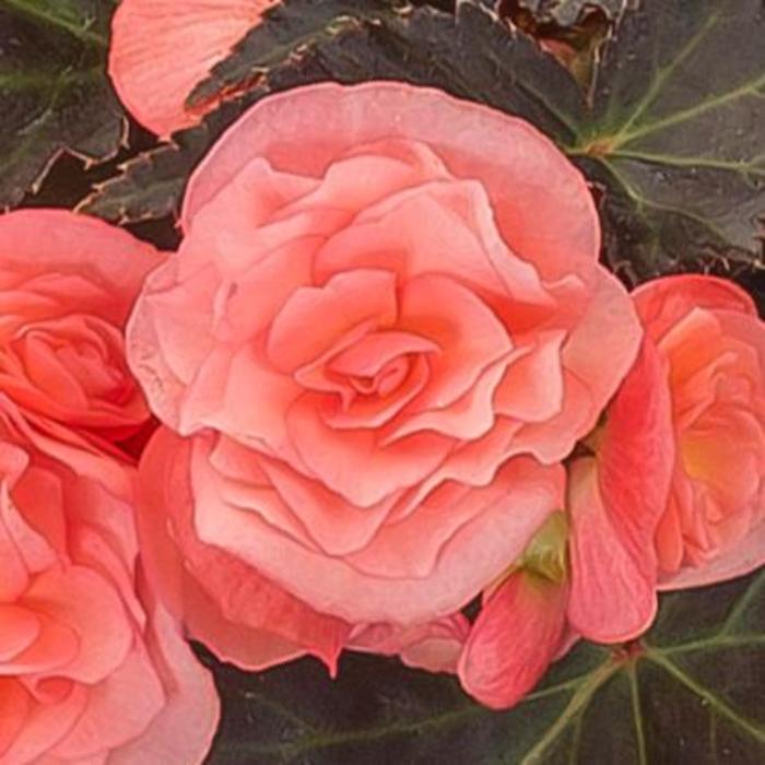 Begonia - Begonia Adora™ 'Satin Rose'