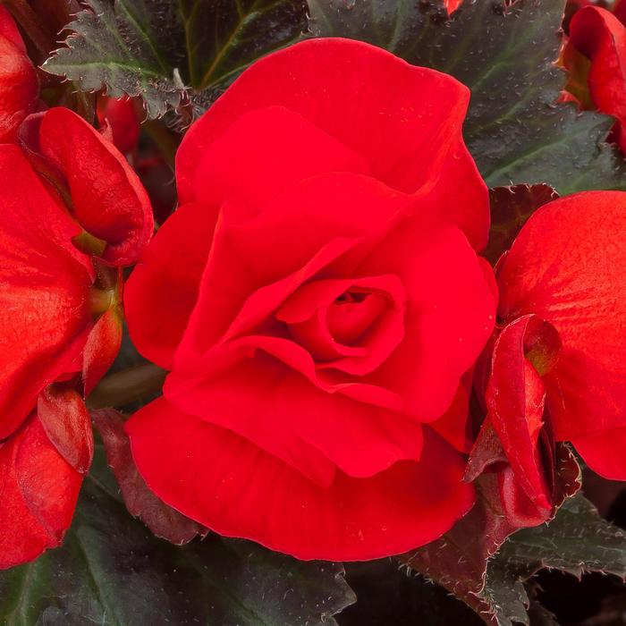 Begonia - Begonia Adora™ 'Velvet Red'