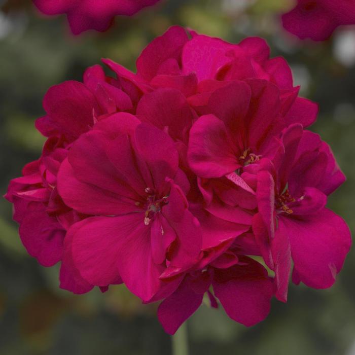 Calliope&reg; Medium Hot Pink - Geranium, Hybrid