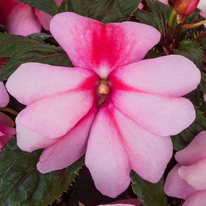 Spectra&trade; Pink Bicolor - Impatiens