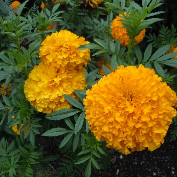 Coco™ Gold - Tagetes erecta (Marigold)