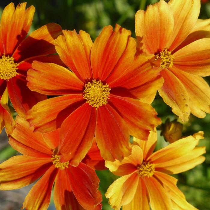 Tickseed - Coreopsis L'il Bang™ 'Darling Clementine'