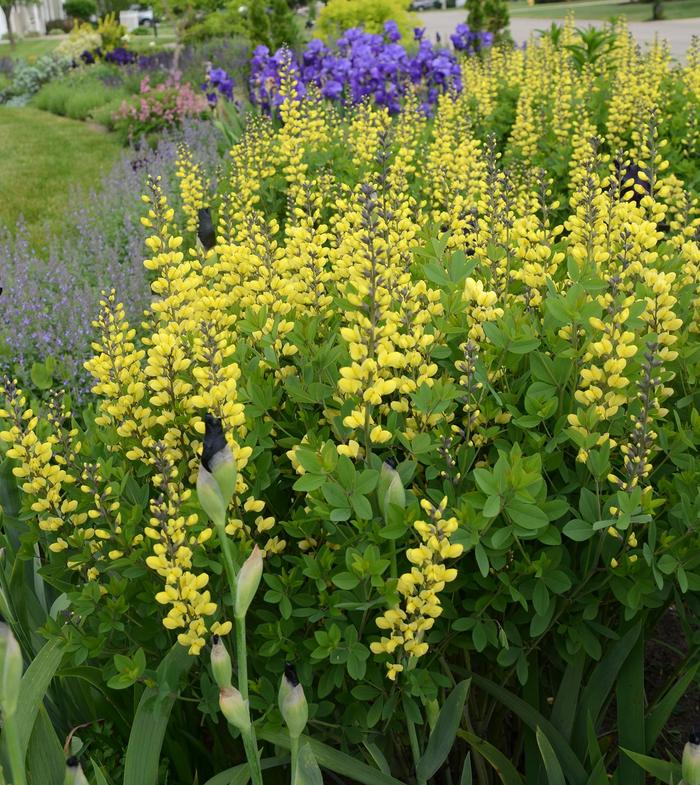 Decadence® 'Lemon Meringue' - Baptisia (False Indigo) Decadence® 'Lemon Meringue' - Baptisia (False Indigo)