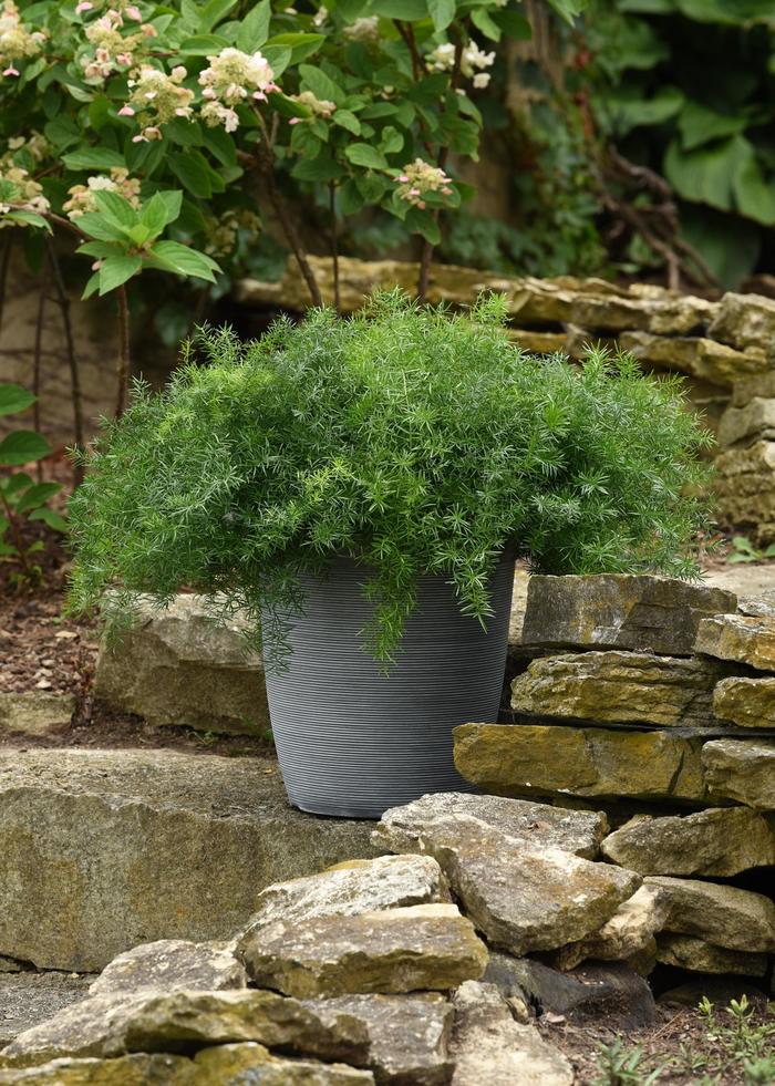 FuzzyFern&trade; Frizz - Asparagus Fern
