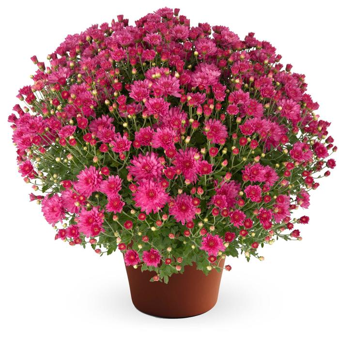 Pamela™ Pink - Chrysanthemum x morifolium (Garden Mum)