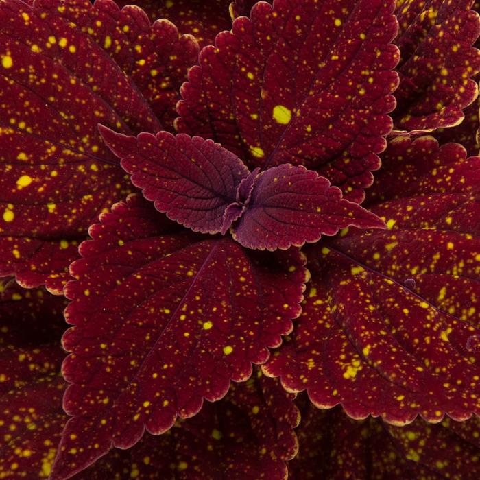 Talavera™ Moondust - Coleus scutellarioides