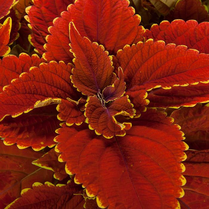 Talavera™ 'Sienna' - Coleus scutellarioides