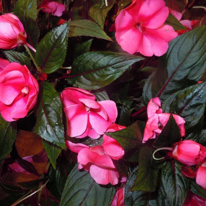 'Magnum Rose Star' New Guinea Impatiens - Impatiens