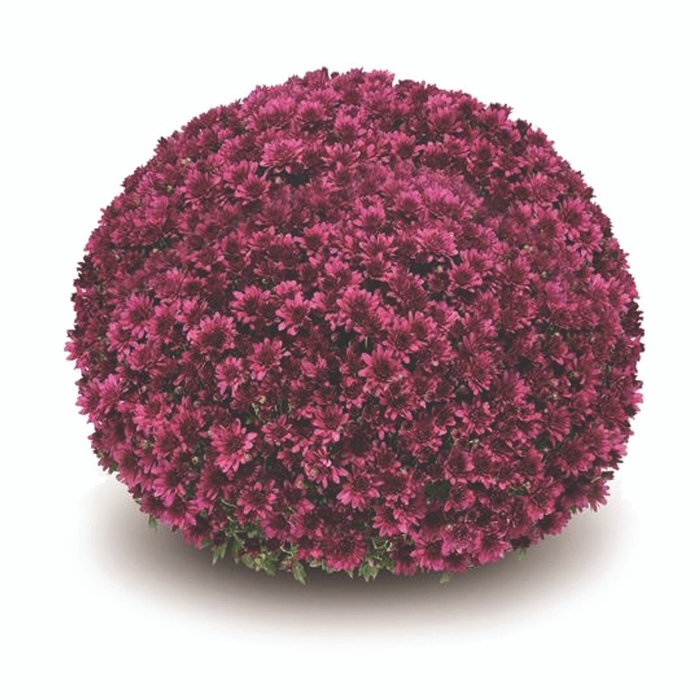 Belgian Mums® 'Arluno Purple' - Chrysanthemum x morifolium (Garden Mum)