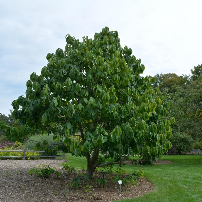 Paw Paw Tree - Asimina triloba