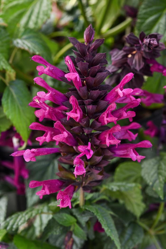 Plum Crazy - Salvia