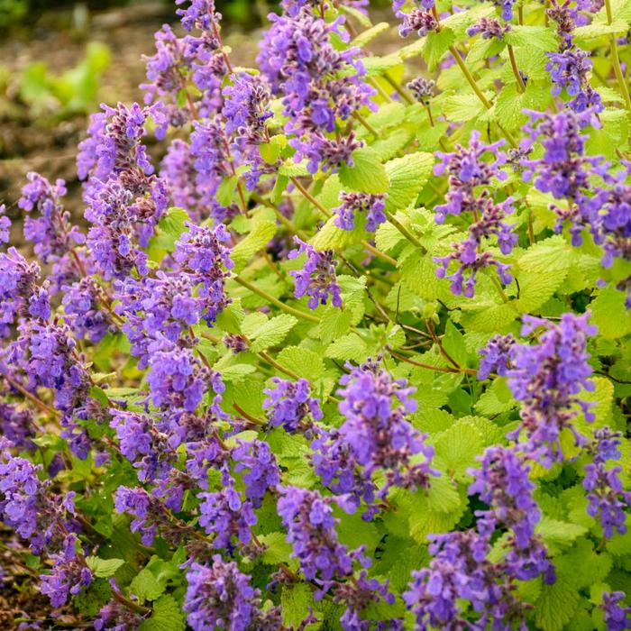 Catmint - Nepeta x faassenii 'Chartreuse on the Loose' 