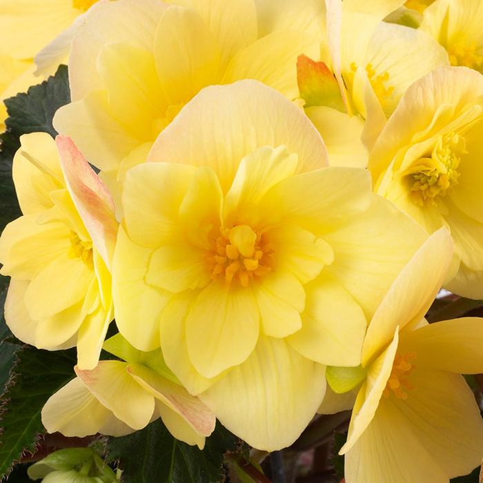 Florencio&trade; Yellow - Begonia