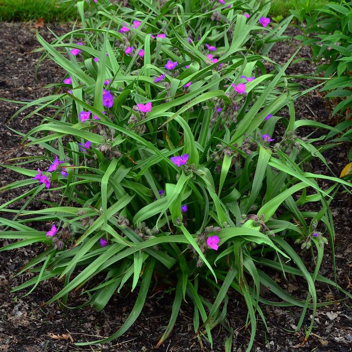 Spiderwort - Tradescantia 'Tough Love' 