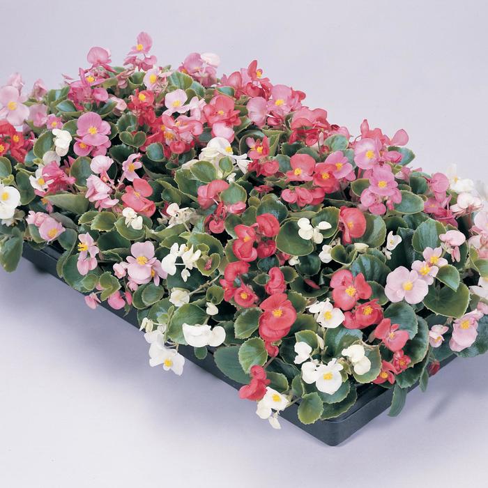 'Prelude '-Mixture' - Begonia semperflorens (Wax Begonia)