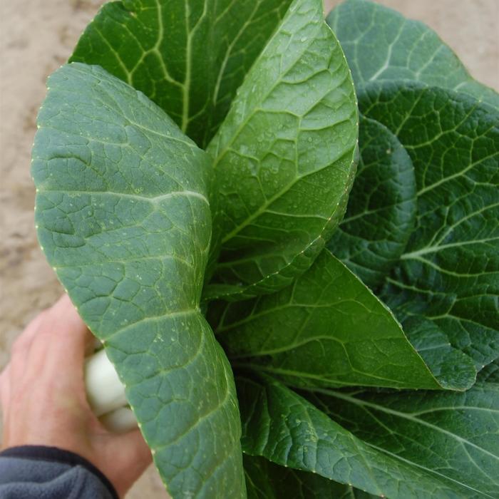 Pak Choi - Brassica rapa var. chinensis 'Bopak' 