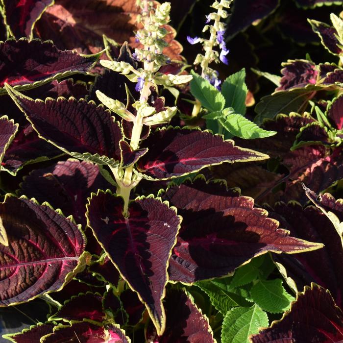 Talavera™ 'Pink Tricolor' - Coleus scutellarioides