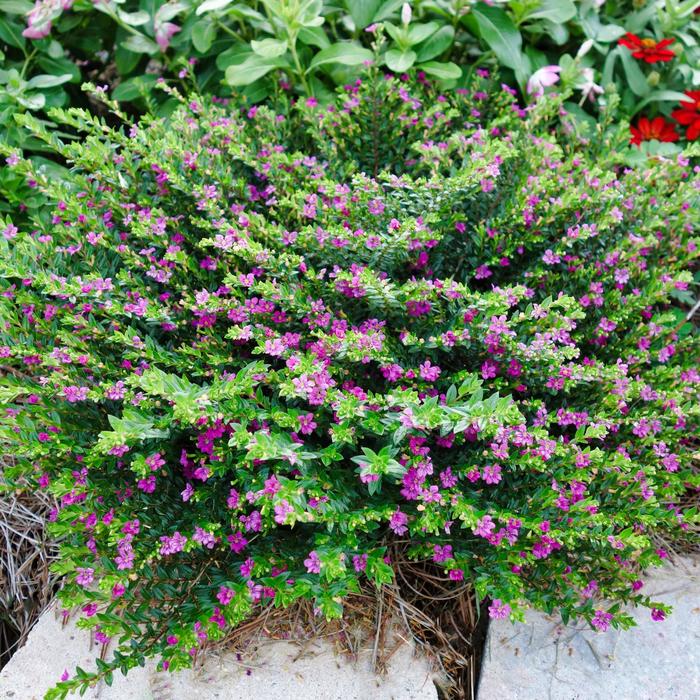 FloriGlory® 'Diana' Mexican Heather - Cuphea 