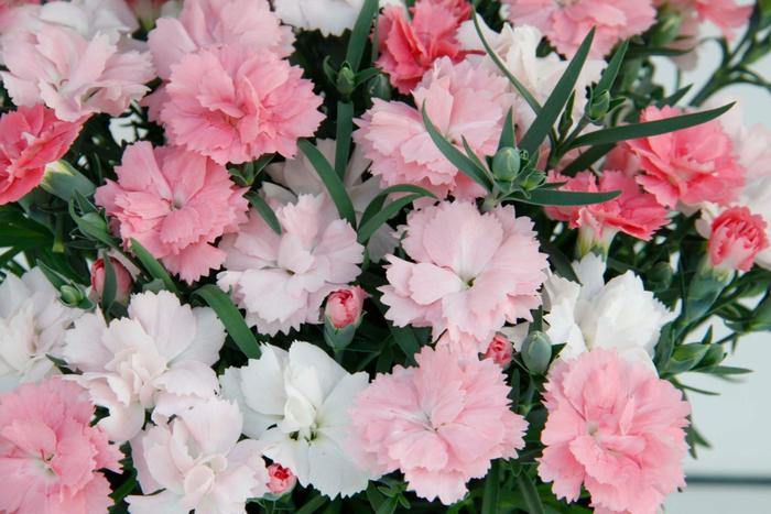 Border Carnation - Dianthus Everlast™ Pink White